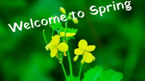 NETWORKING: Spring into Health & Wellness – Supporting Nikki Ind