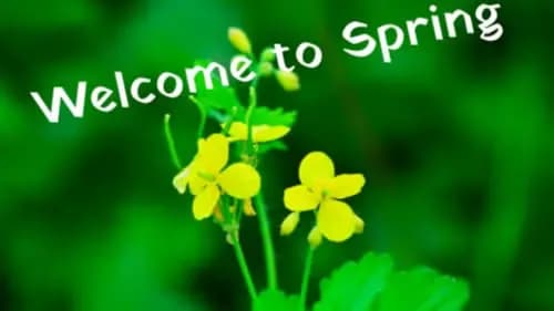 NETWORKING: Spring into Health & Wellness – Supporting Nikki Ind
